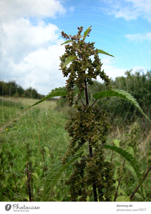 no-hemp !!! Pflanze Natur Brennnessel Brennnesselblatt