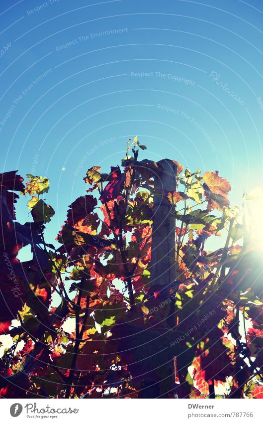 Weinberg Umwelt Natur Pflanze Himmel Schönes Wetter Sträucher Feld genießen leuchten natürlich blau rot Fröhlichkeit Zufriedenheit Frühlingsgefühle Vorfreude