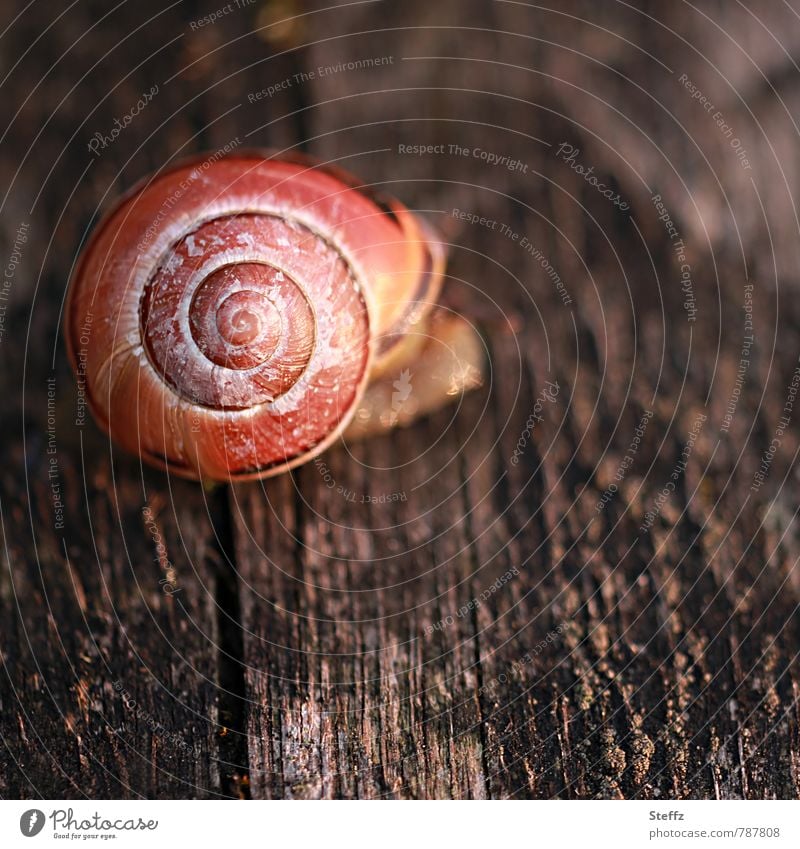 kleine Schnecke auf einem Holzbrett Schneckenhaus Spirale Natursymmetrie Holzstruktur warmes Licht warme Farbe Nachmittag Nachmittagslicht Schneckenhäuschen