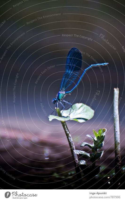 Heute im Rampenlicht Umwelt Natur Landschaft Tier Urelemente Wasser Sommer Schönes Wetter Pflanze Teich See Bach Fluss Wildtier Libelle Insekt Lebewesen