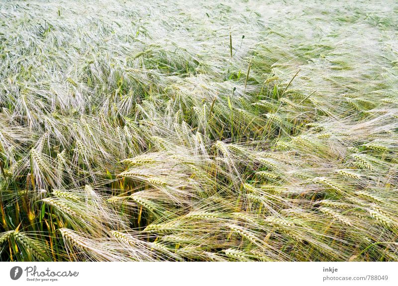 Feld Lebensmittel Getreide Ernährung Feldarbeit Landwirtschaft Forstwirtschaft Umwelt Natur Frühling Sommer Nutzpflanze Roggen Kornfeld Roggenfeld Roggenähren