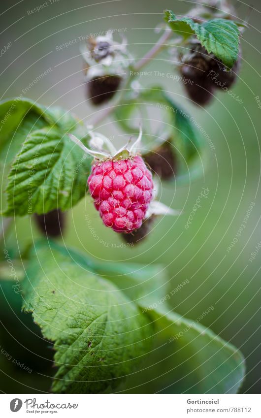 Himbeere Lebensmittel Frucht Ernährung Bioprodukte Vegetarische Ernährung Slowfood Fingerfood lecker süß Himbeeren Beerensträucher anbauen Farbfoto