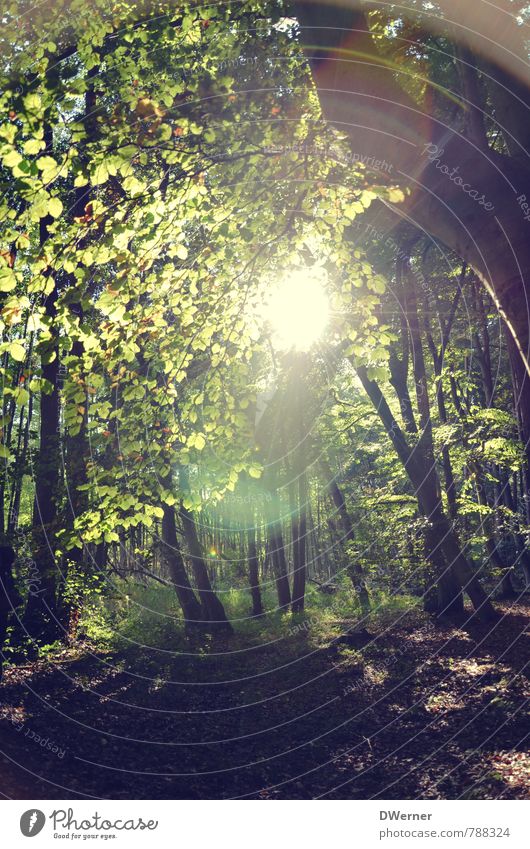 Wald harmonisch wandern Umwelt Natur Pflanze Sonne Sonnenaufgang Sonnenuntergang Sonnenlicht Frühling Schönes Wetter Baum Blühend leuchten gigantisch hell