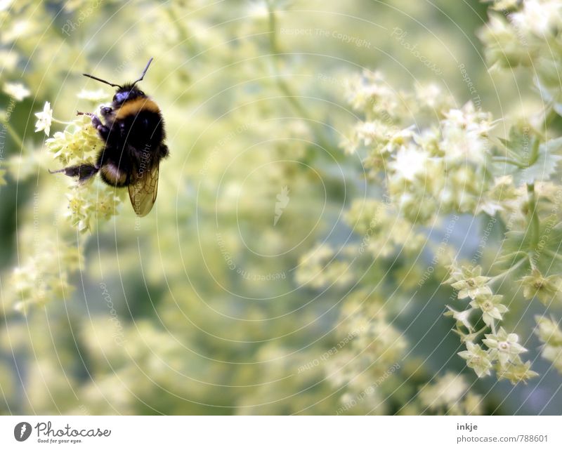 fleißige Hummel | Natur Pflanze Tier Frühling Sommer Blume Blüte Frauenmantel Garten Park Wildtier 1 hängen hocken natürlich Gefühle Umwelt Farbfoto