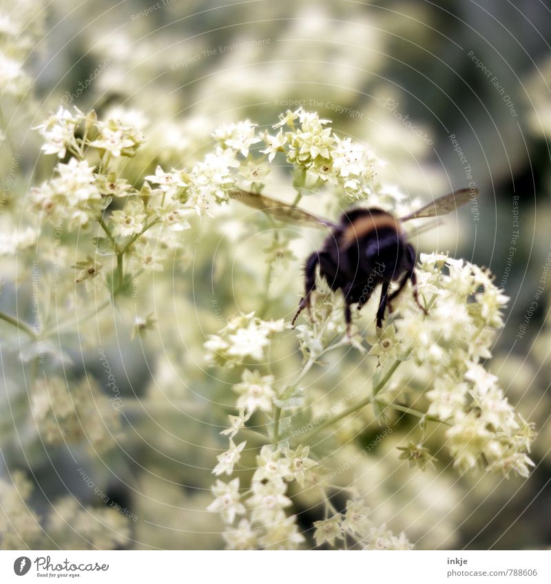 fleißige Hummel ||| ab nach Hause.... Tier Wildtier 1 fliegen natürlich Gefühle Natur Umwelt Farbfoto Gedeckte Farben Außenaufnahme Nahaufnahme Makroaufnahme