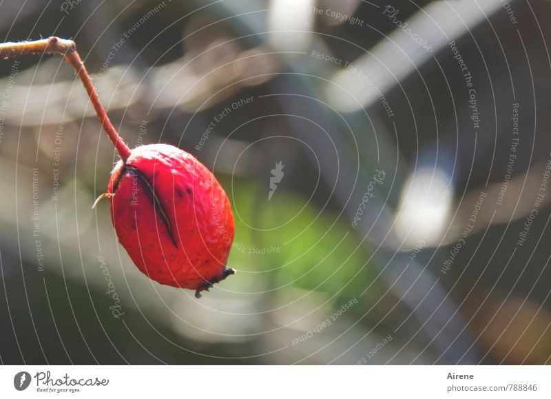 Früchtchen Hagebutten Hiffe Herbst Pflanze Sträucher Rose Fruchtstand Garten frisch Gesundheit natürlich rund rot Einsamkeit einzigartig prall vitaminreich