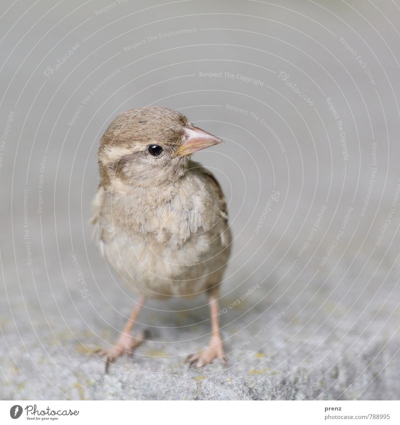 Schulterblick Umwelt Natur Tier Schönes Wetter Wildtier Vogel 1 braun grau Spatz Berlin stehen Blick Farbfoto Außenaufnahme Menschenleer Textfreiraum rechts