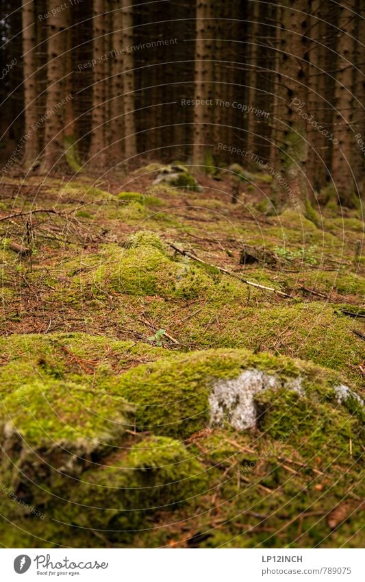 N O R W A Y - mOOs - XXI wandern Natur Landschaft Tier Erde Sommer Baum Moos Tanne Wald Stein dunkel gruselig weich grün träumen Klima rein ruhig Tourismus