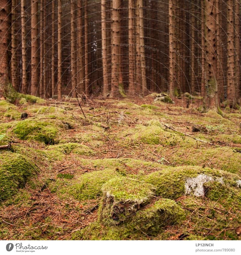 N O R W A Y - mOOs - XII Umwelt Natur Landschaft Tier Erde Sommer Moos Tanne Wald Urwald Stein gehen grün schön Einsamkeit Farbe geheimnisvoll Klima rein Stil