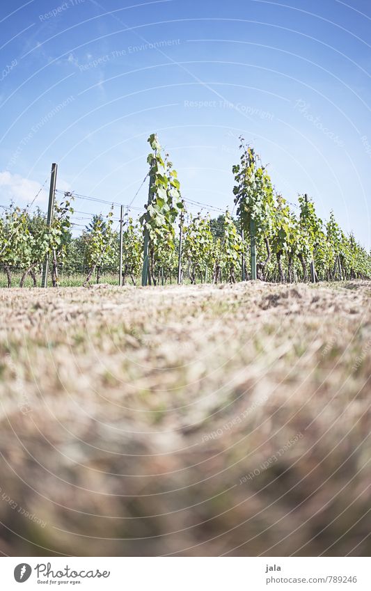 weinreben Landwirtschaft Forstwirtschaft Umwelt Natur Landschaft Pflanze Himmel Sommer Grünpflanze Nutzpflanze Wein Weinbau Feld natürlich Wachstum Farbfoto