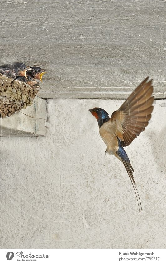 Rauchschwalbe fliegt mit futter zu ihrem Nest mit hungrigen Jungen Umwelt Natur Tier Frühling Sommer Gebäude Stall Scheune Vogel Schwalbe Schwalben Tiergruppe