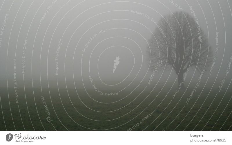 im Nebel einzeln Feld Baum grau Wiese Einsamkeit Herbst dunkel kalt Winter Gras trist Landschaft hell fallen tree landscape grey lonely Weide Natur light