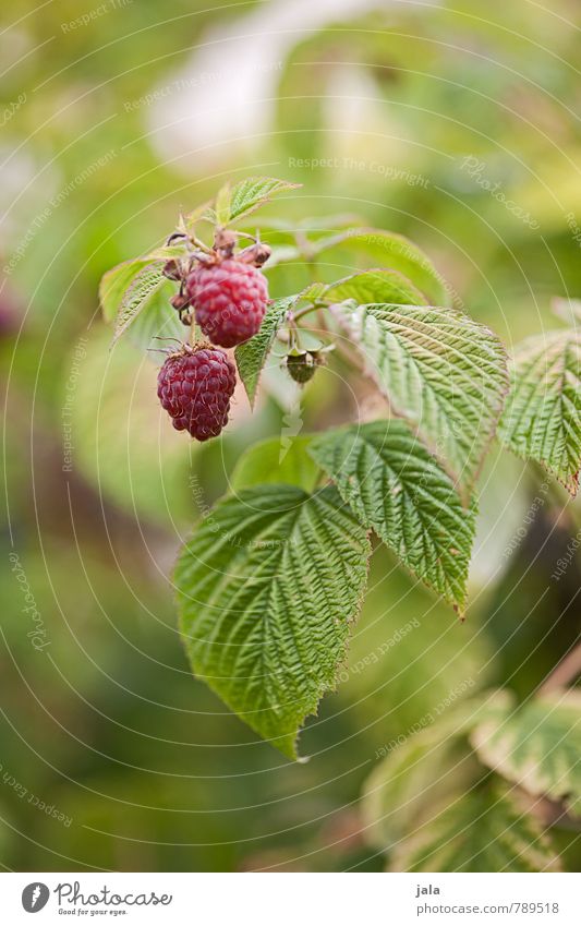 himbeeren Lebensmittel Frucht Himbeeren Ernährung Bioprodukte Vegetarische Ernährung Natur Pflanze Sommer Nutzpflanze Garten frisch Gesundheit klein lecker