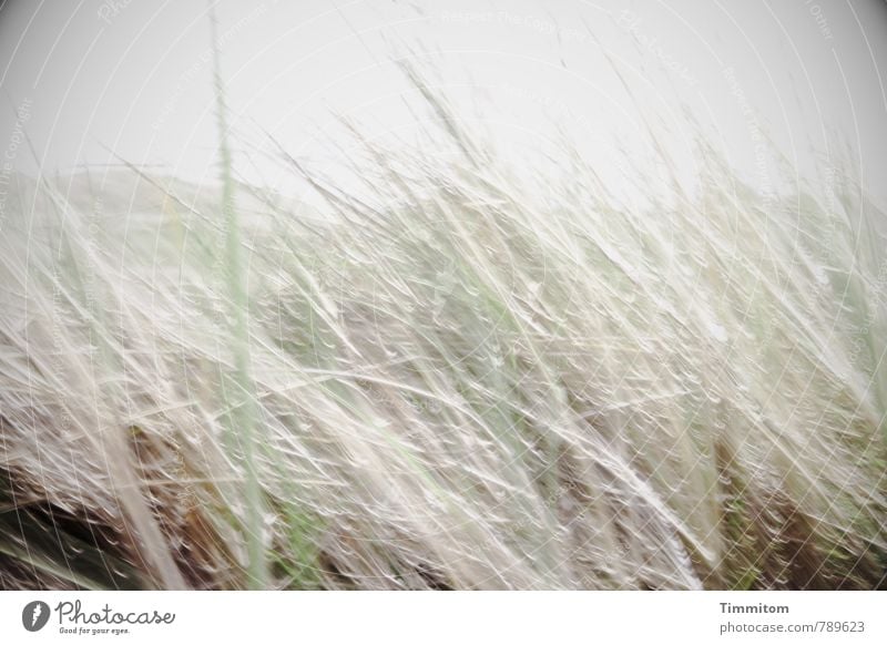 windig... Ferien & Urlaub & Reisen Umwelt Natur Pflanze schlechtes Wetter Dänemark Bewegung einfach hell grau grün Gefühle Stimmung Wind Farbfoto