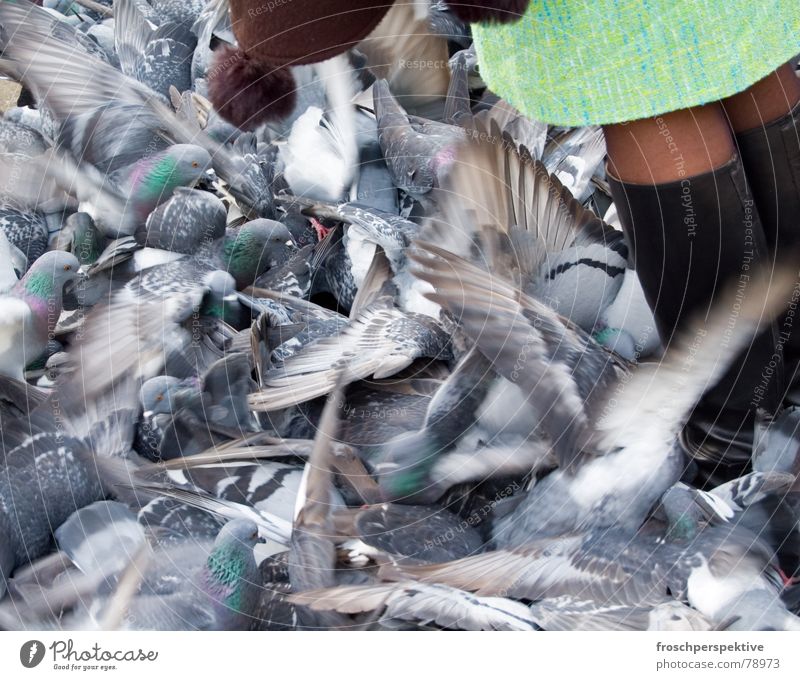 venezia, ti amo Taube Vogel Frau füttern Plage flattern Stiefel grau Einsamkeit schäbig pigeon bird birds woman jupe skirt Flügel Beine verwahrlosen lonelyness