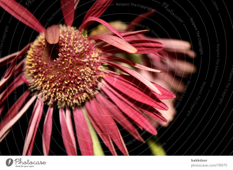 Frontalblume Enttäuschung vergangen Blume rosa mehrfarbig dunkel Vergänglichkeit groß Vordergrund Hintergrundbild Blüte schwarz Trauer wirklich bleich