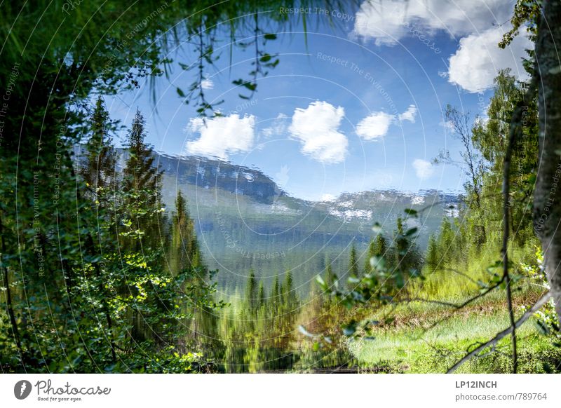 N O R W A Y - Y A W R O N - IX Umwelt Natur Landschaft Pflanze Tier Wasser Sommer Schönes Wetter Baum Gras Grünpflanze Wildpflanze Berge u. Gebirge Norwegen