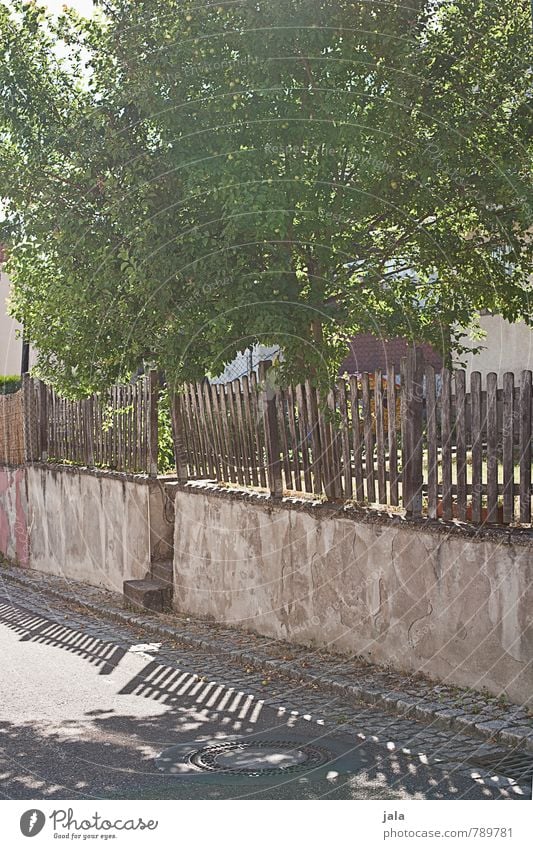 apfelbaum Sonnenlicht Sommer Schönes Wetter Pflanze Baum Nutzpflanze Apfelbaum Bauwerk Mauer Wand Zaun Straße Wege & Pfade Freundlichkeit natürlich Farbfoto