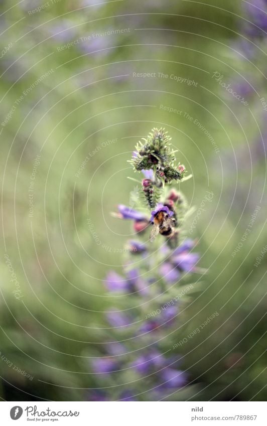 Dicke Hummel I Umwelt Natur Pflanze Tier Sommer Schönes Wetter Blume Blatt Blüte Grünpflanze Garten Park Wildtier 1 grün Frühlingsgefühle fleißig Nektar