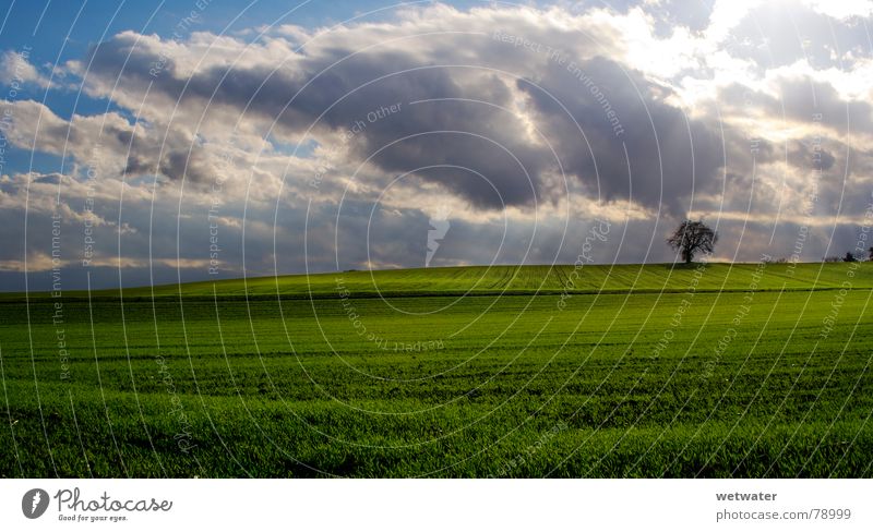 Herbstlandschaft Wiese Wolken Baum Himmel Herbstbeginn Grünfläche Gras grün gün Landschaft Sonne clouds sky tree sun field Natur