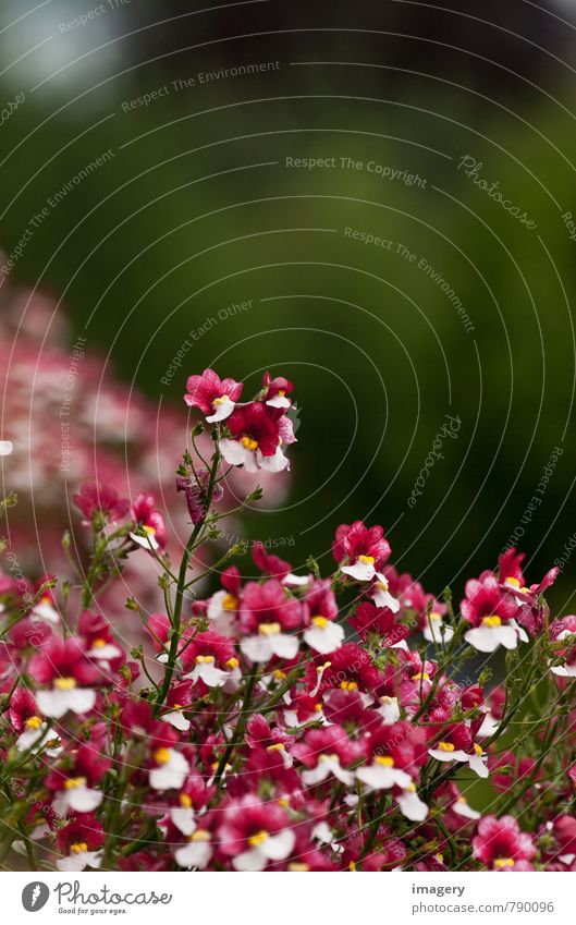 Blütenoberhaupt Freude Leben Sommer Häusliches Leben Wohnung Balkon Balkonblumen Natur Pflanze Blume Topfpflanze Blühend Duft entdecken genießen träumen