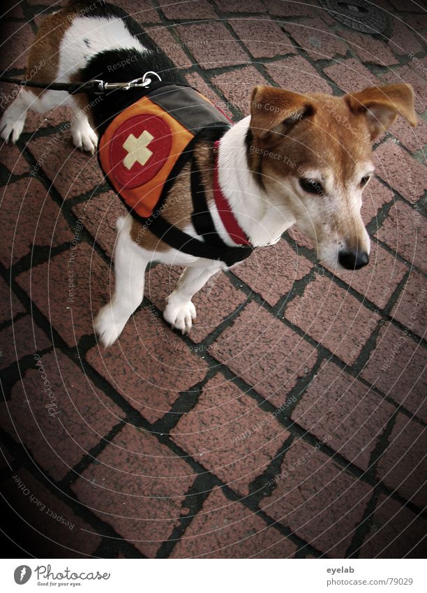 Rettungs Waldi "Jack Rabbit Slim" Terrier Hund braun grau Beton schwarz Schweiz Hoffnung Neugier Tier Fell Muster Bürgersteig Promenade