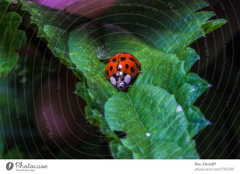 Verfolgter Marienkäfer Umwelt Natur Tier Blatt Grünpflanze Wildtier Käfer 2 krabbeln niedlich bedrohlich Glück Farbfoto Außenaufnahme Nahaufnahme Detailaufnahme