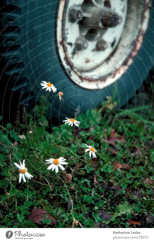 autofriedhof Gänseblümchen Blume grün Blumenstrauß Blüte Pflanze gelb Gras Feld Grünfläche Blatt Frühling springen Herbst Dekoration & Verzierung verfallen