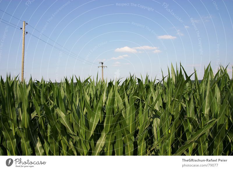 Windows_Standarthintergrundbildtauglich Wolken Stimmung grün weiß Kumulus Winterthur Elektrizität Umwelt Sommer Physik heiß Draht Popkorn Futter säen fel blau