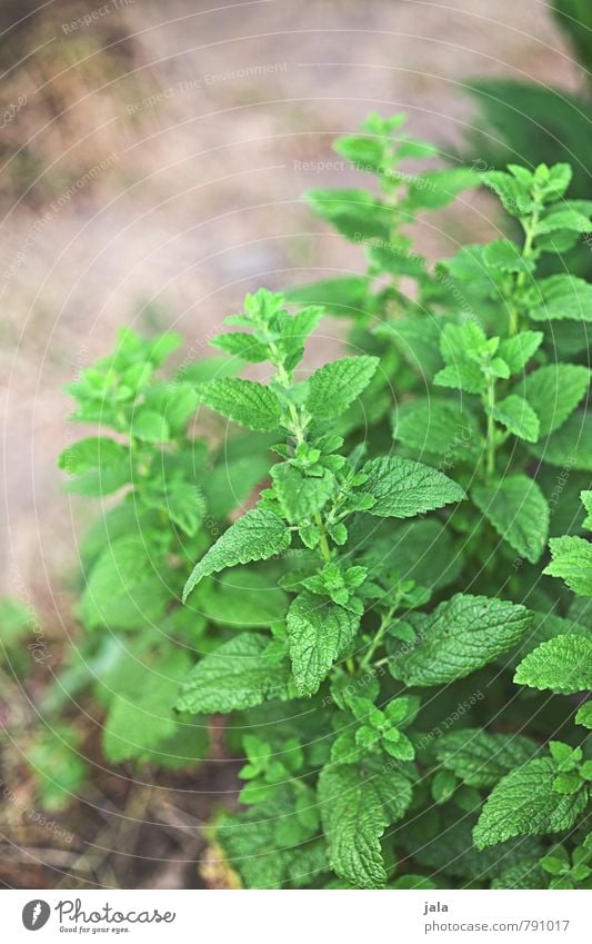 minze Lebensmittel Kräuter & Gewürze Ernährung Bioprodukte Vegetarische Ernährung Natur Pflanze Blatt Grünpflanze Nutzpflanze Minze frisch Gesundheit natürlich