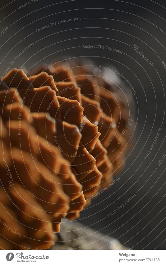 Zackenzapfen Pflanze Baum alt braun Zapfen Tanne Wald Waldboden Abenteuer Natur Waldkindergarten Basteln Dreieck Zahnrad Gegenlicht Farbfoto Außenaufnahme