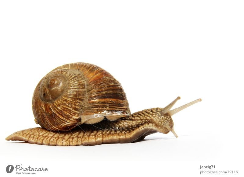 Go home. Schnecke Schneckenhaus Schleim schleimig krabbeln Tier Haus Fühler Einfamilienhaus molusken langsam fortbewegen Auge