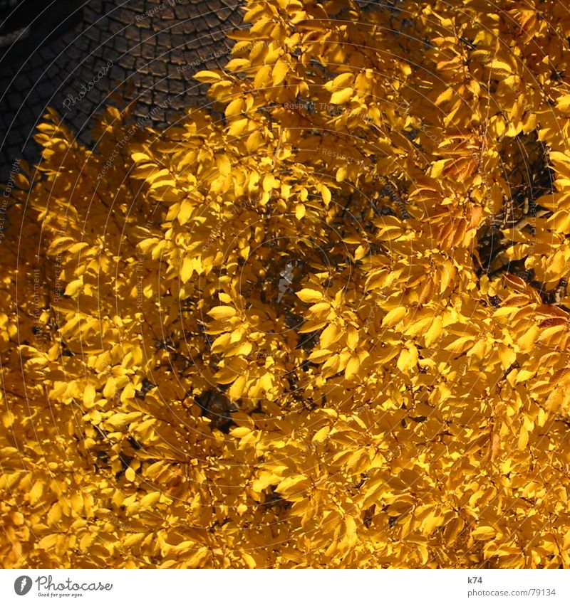 Fools Gold Blatt Vogelperspektive gelb Baum Kopfsteinpflaster Licht Herbst Oktober Vergänglichkeit Baumkrone gold Natur orange Straße