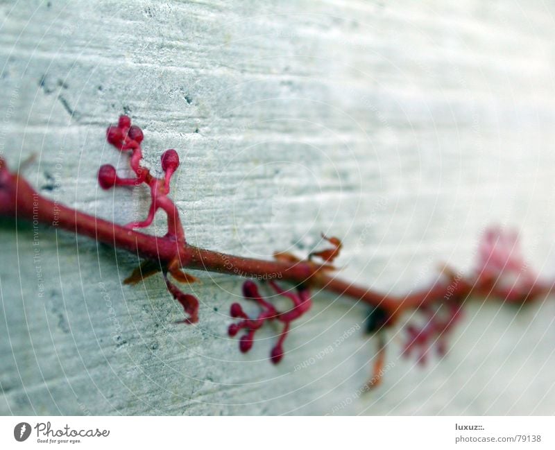 Kletterpflanze Kletterpflanzen Wand Herbst Beton rot Pflanze Efeu Stengel Ungeheuer Garten Park Klettern Ast Saugnapf