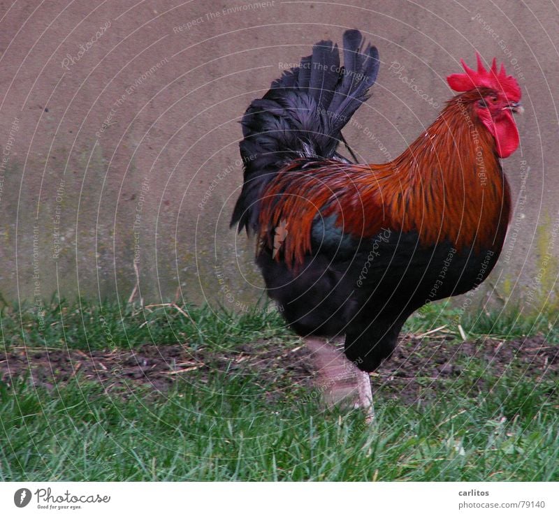 Feierabend Hahn wecken Haushuhn Bauernhof Landwirtschaft Ranch Gras Stall Wiese Landleben Vogel grillhähnchen Natur munter machen halbes hähnchen kurzes leben