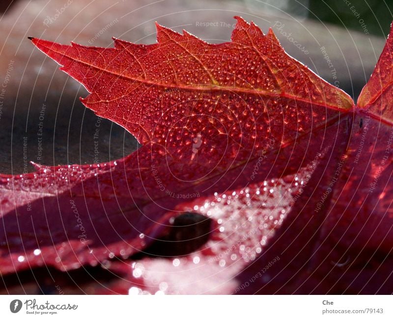 Auch Blätter bluten... Endstation Niedergang Blatt Herbst Trauer rot grün Hoffnung dunkel Baum Sorge Abschied Pflanze untergehen Ziel Beerdigung Ende Abend