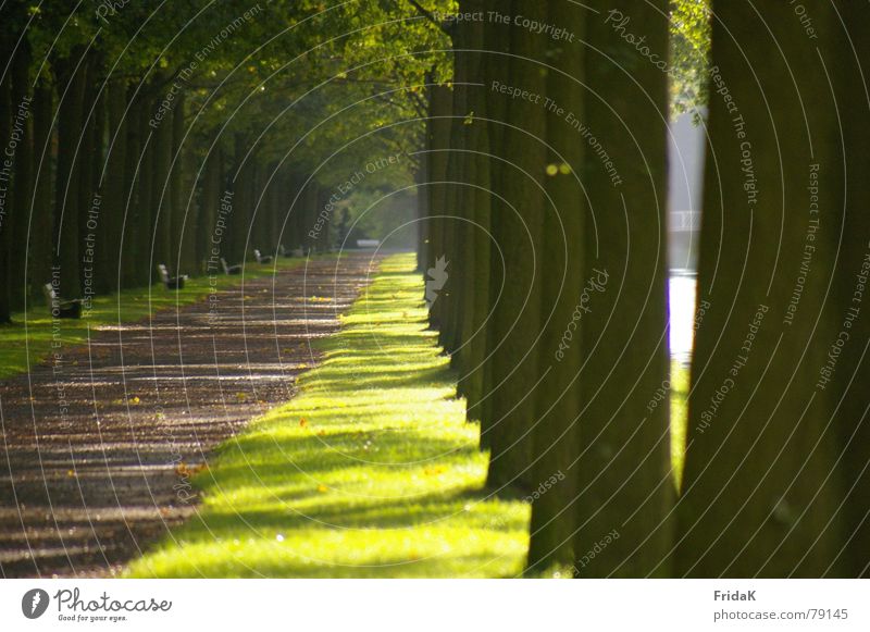 Weg Baum grün Licht Wiese Gras Blatt Wege & Pfade Bank Schatten Brücke