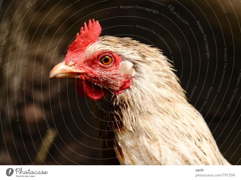 Huhn, Solo Fleisch Tier Haustier Nutztier Tiergesicht Flügel Haushuhn Hahn Glucke Geflügel Vogel 1 Blick braun Farbfoto Gedeckte Farben Außenaufnahme