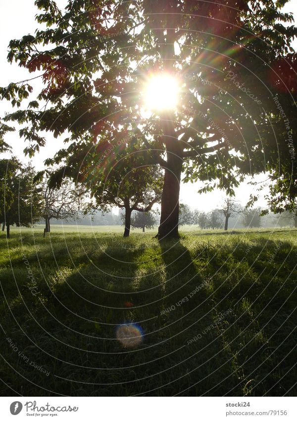 Auf der Kuhwiese Baum Licht Sonnenstrahlen Wiese zentral Hoffnung grün ruhig Baumstruktur Baumstamm Schatten Viehweide eingefangen Mittelpunkt kuhwiese