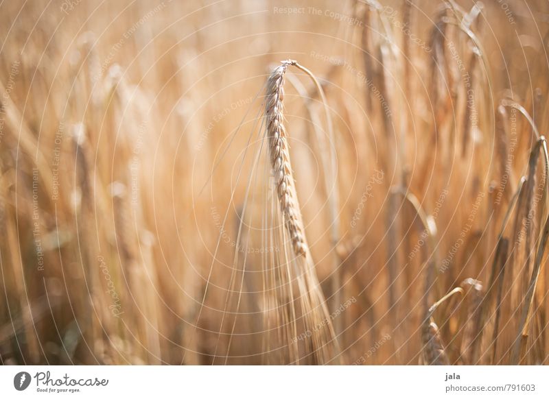 gerste Umwelt Natur Pflanze Sommer Gras Nutzpflanze Gerste Gerstenähre Gerstenfeld Getreide Feld frisch Gesundheit natürlich Farbfoto Außenaufnahme Menschenleer