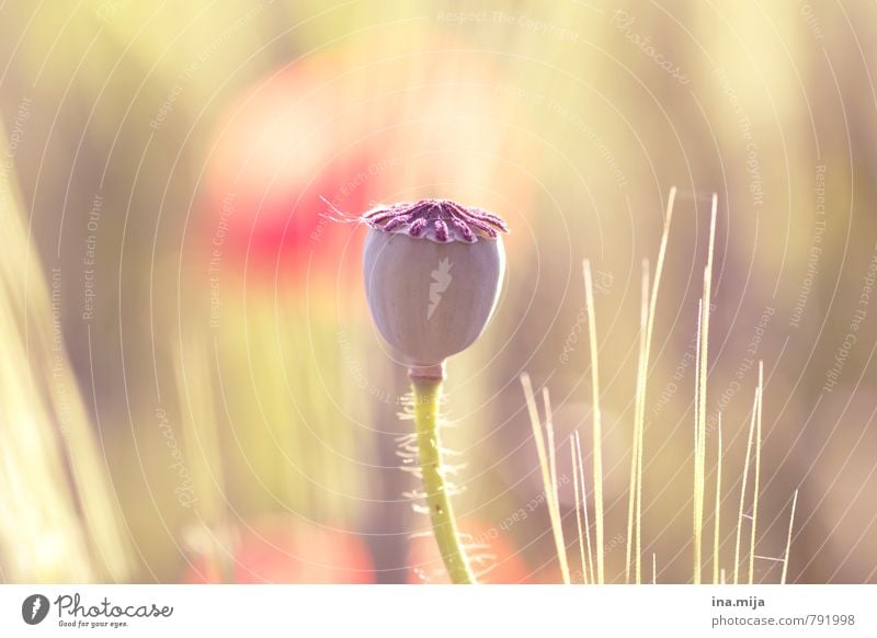 Mohnkapsel Umwelt Natur Pflanze Schönes Wetter Blume Wildpflanze Garten Wiese Feld verblüht Wachstum gelb grün rot Opium Mohnfeld Rauschmittel Naturwuchs