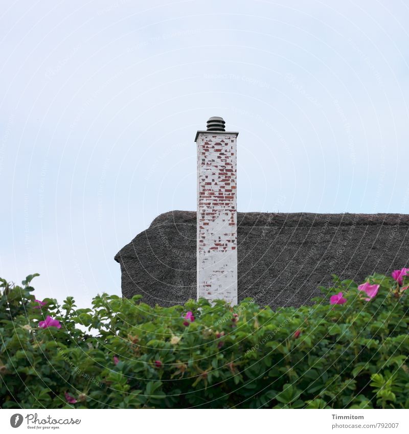 Dänisches Angsahmbl. Umwelt Schönes Wetter Pflanze Grünpflanze Hundsrose Dänemark Haus Backstein Freundlichkeit blau grün Gefühle Reetdach Ferienhaus Hecke