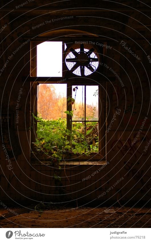 Industrieromantik III Belüftung Ventilator nutzlos Produktionsstätte notleidend Backstein Angst Ruine Fassade Putz Fenster Fensterkreuz Pflanze Baum Herbst