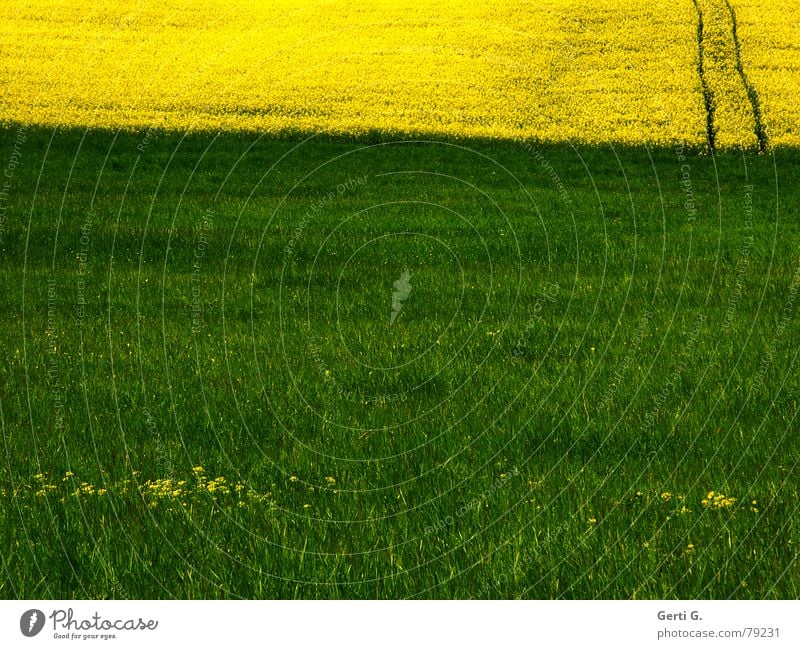 Rechtsweg Mai Rapsöl Fluchtweg Notausgang Fahrweg Ferne rechts grün gelb Gras Wiese Sommer Landwirtschaft Feld Blume Blüte Ausweg mehrfarbig losgehen Park