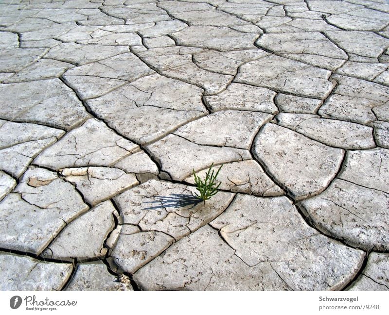 Keep your head up Farbfoto Gedeckte Farben Außenaufnahme Muster Strukturen & Formen Tag Schatten Kontrast Natur Landschaft Pflanze Erde Klima Klimawandel Wärme