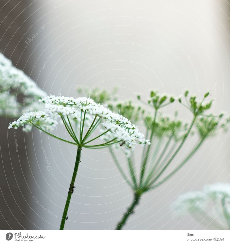 Giersch Pflanze Sommer Blühend grün weiß Doldenblüte Blick nach oben Wachstum Blüte Menschenleer Textfreiraum oben