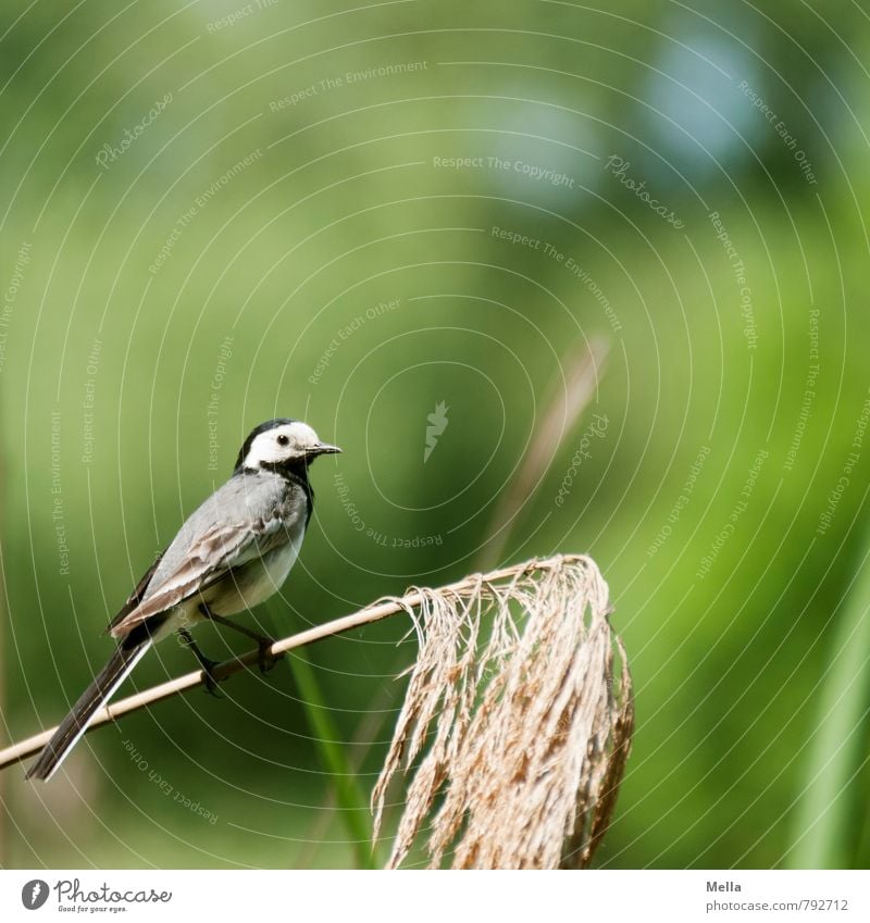 Wikipedia-Fotografie Umwelt Natur Pflanze Tier Frühling Sommer Gras Wildtier Vogel Bachstelze 1 hocken Blick sitzen frei klein natürlich niedlich grün Leben