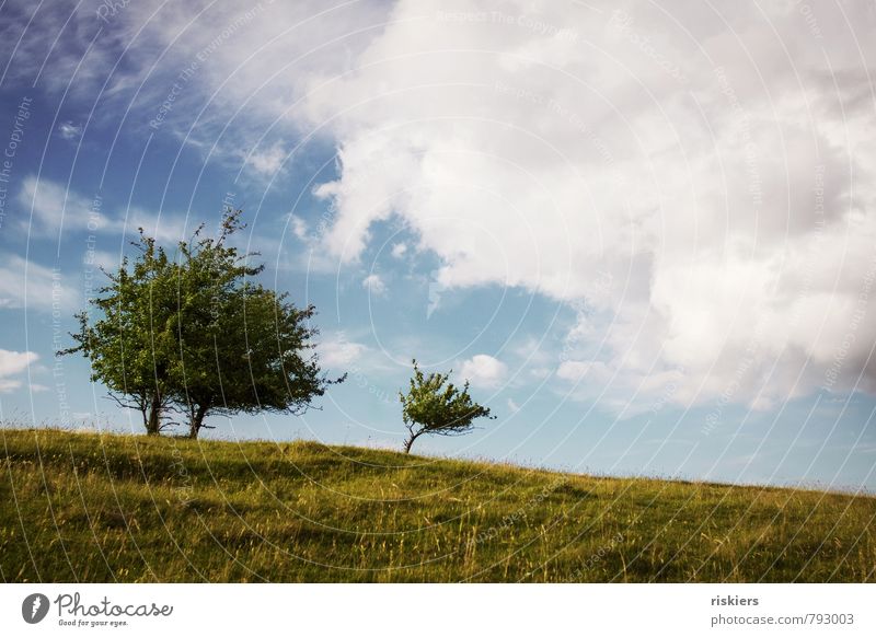 two trees and the little one Umwelt Natur Landschaft Pflanze Himmel Wolken Sonnenlicht Sommer Schönes Wetter Wind Baum Wiese Hügel frei frisch natürlich positiv