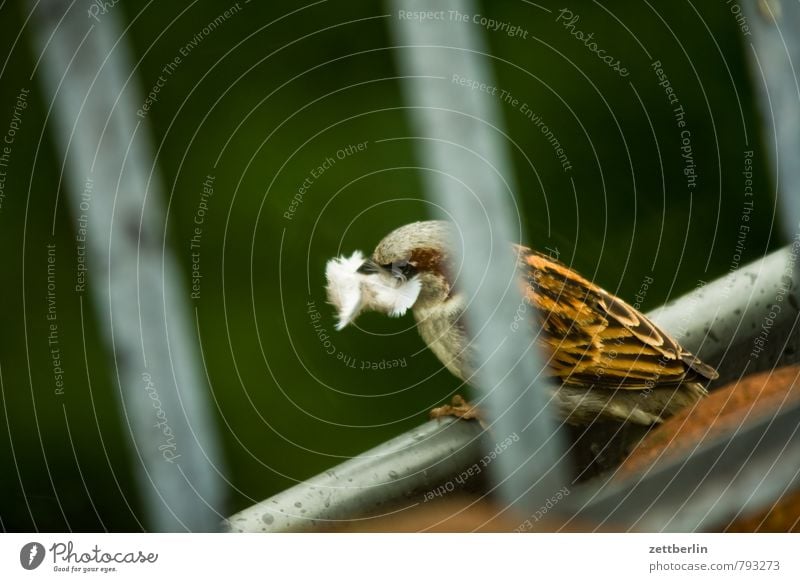 Neubau Spatz Haussperling Vogel Nest Nestbau Feder Dach Dachrinne Material mausern Gelege Brutpflege Tiefenschärfe Schwache Tiefenschärfe Unschärfe Natur Tier