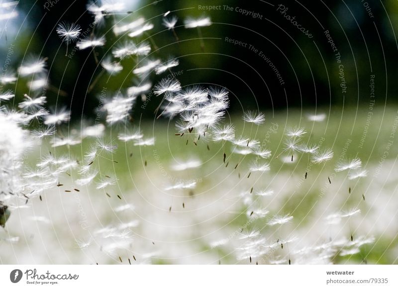 Flying Dandelion Spermien Sommer Löwenzahn Wunsch gleiten grün Luft Pflanze Licht zart Grünfläche Samen weich Gesundheit Freude dandelion fliegen sanft Wind